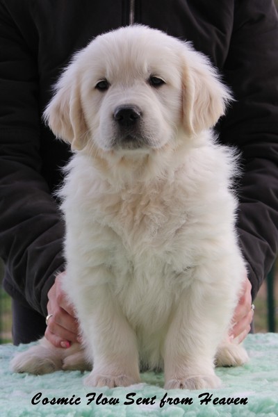 Mr Blue 7 Weeks_1.jpg